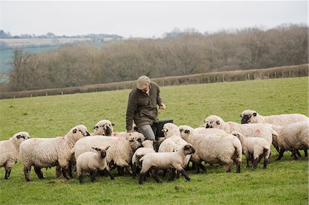 shepherd (male) - A farmer in a field feeding a flock of sheep. Stock Photo - Premium Royalty-Free, Code: 6118-08947749