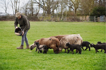 simsearch:6118-07731886,k - A group of adult sheep and lambs following a man springking feed on from a bucket onto the ground. Stock Photo - Premium Royalty-Free, Code: 6118-08947751