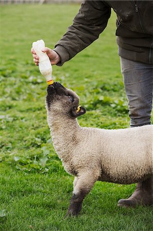 simsearch:6118-07731886,k - A man bottle feeding a young lamb in a field. Stock Photo - Premium Royalty-Free, Code: 6118-08947752