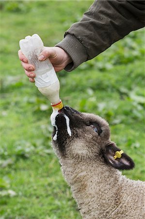 simsearch:6118-07731886,k - A man bottle feeding a young lamb in a field. Stock Photo - Premium Royalty-Free, Code: 6118-08947755