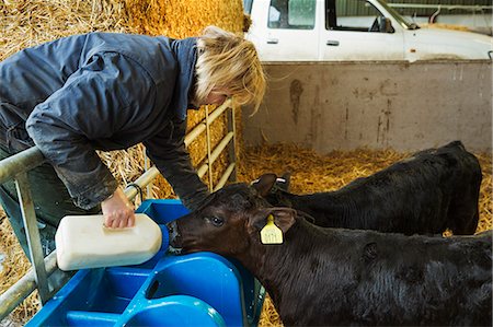 simsearch:6118-07731886,k - Woman standing in a stable, pouring milk into a feeder for two black calves. Stock Photo - Premium Royalty-Free, Code: 6118-08947703