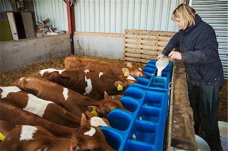 simsearch:6118-07731886,k - Woman standing in a stable, pouring milk into a feeder for brown and white calves. Stock Photo - Premium Royalty-Free, Code: 6118-08947704