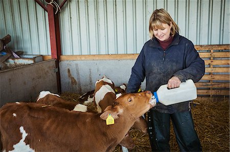 simsearch:6118-07731886,k - Woman standing in a stable, bottle feeding brown and white calves. Stock Photo - Premium Royalty-Free, Code: 6118-08947706