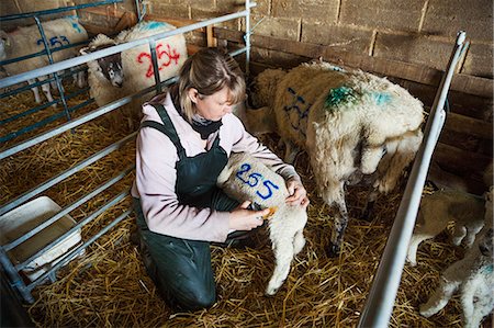 farmer (female) - Woman kneeling in a stable, painting a blue number on a newbon lamb. Stock Photo - Premium Royalty-Free, Code: 6118-08947711