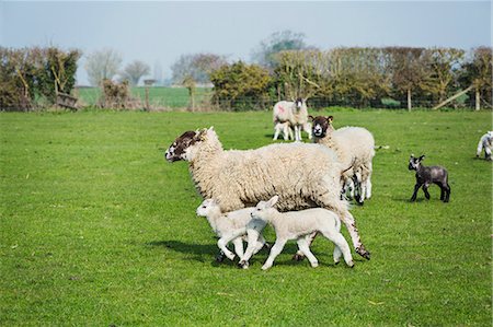 simsearch:6118-07731886,k - Small flock of sheep and lambs running across a pasture. Stock Photo - Premium Royalty-Free, Code: 6118-08947715