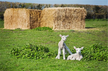 simsearch:6118-07731886,k - Two newborn lambs on a pasture, large stacks of straw in the background. Stock Photo - Premium Royalty-Free, Code: 6118-08947716