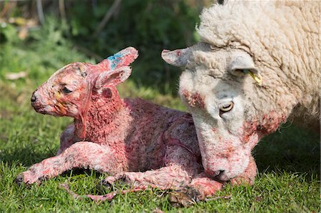 simsearch:6118-07731886,k - Ewe licking clean her newborn lamb lying in the grass. Stock Photo - Premium Royalty-Free, Code: 6118-08947723
