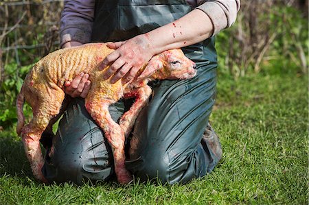 simsearch:6118-07731886,k - Farmer kneeling in the grass, holding a newborn lamb on her lap. Stock Photo - Premium Royalty-Free, Code: 6118-08947722