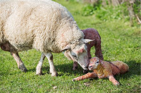 simsearch:6118-07731886,k - A ewe licking a just newborn lamb lying on the grass in a field, spring lambing. Stock Photo - Premium Royalty-Free, Code: 6118-08947724