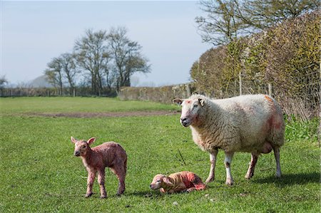 simsearch:6118-07731886,k - Ewe and two newborn lambs on a pasture. Stock Photo - Premium Royalty-Free, Code: 6118-08947725