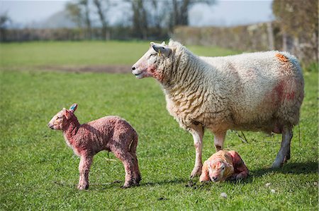 simsearch:6118-07731886,k - Ewe and two newborn lambs on a pasture. Stock Photo - Premium Royalty-Free, Code: 6118-08947726