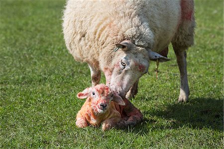 simsearch:6118-07731886,k - Ewe licking clean her newborn lamb lying in the grass. Stock Photo - Premium Royalty-Free, Code: 6118-08947728