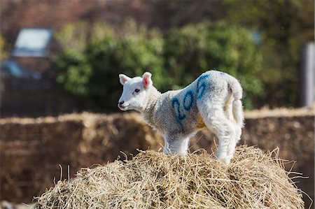 simsearch:6118-07731886,k - Newborn lamb standing on a bale of straw. Stock Photo - Premium Royalty-Free, Code: 6118-08947730