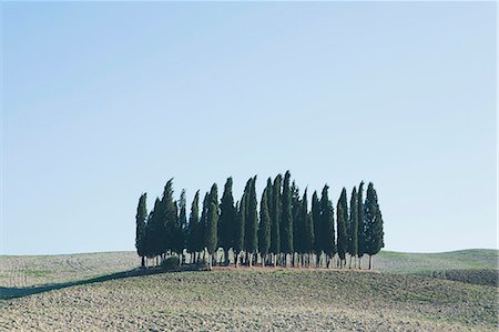 simsearch:6118-08521813,k - A Tuscan landscape, ploughed fields and view to a small rise and a grove of cypress trees. Stock Photo - Premium Royalty-Free, Code: 6118-08928324
