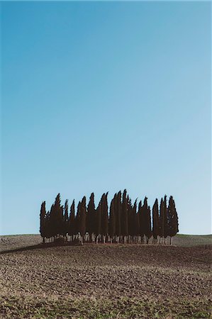 simsearch:6118-08521813,k - A Tuscan landscape, ploughed fields and view to a small rise and a grove of cypress trees. Stock Photo - Premium Royalty-Free, Code: 6118-08928325