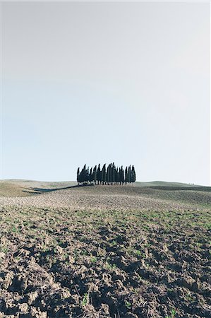 simsearch:6118-08521813,k - A Tuscan landscape, ploughed fields and view to a small rise and a grove of cypress trees. Stock Photo - Premium Royalty-Free, Code: 6118-08928326
