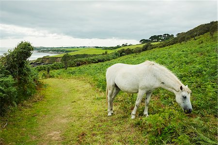 pony - A wild grey pony grazing on the bracken and vegetation on a hillside overlooking the coast. Stock Photo - Premium Royalty-Free, Code: 6118-09059781