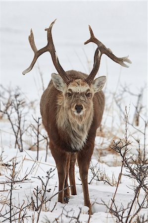 Sika deer, Cervus nipponin, in snow in winter. Stock Photo - Premium Royalty-Free, Code: 6118-09076347