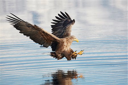 eagles - White-Tailed Eagle, Haliaeetus albicilla, hunting above water, winter. Stock Photo - Premium Royalty-Free, Code: 6118-09076370