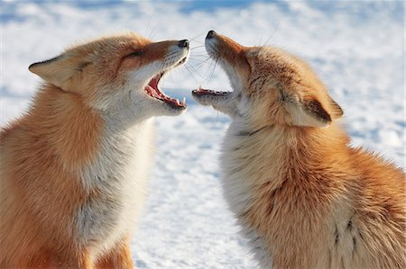 Two Ezo red fox, Vulpes vulpes schrencki, in winter. Stock Photo - Premium Royalty-Free, Code: 6118-09076371