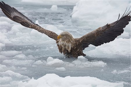 White-Tailed Eagle, Haliaeetus albicilla, hunting on frozen bay in winter. Stock Photo - Premium Royalty-Free, Code: 6118-09076378