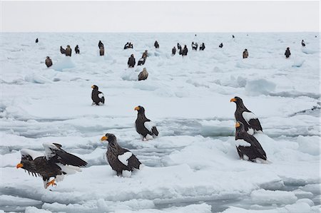 eagles - Steller's Sea Eagle, Haliaeetus pelagicus, on frozen bay in winter. Stock Photo - Premium Royalty-Free, Code: 6118-09076380