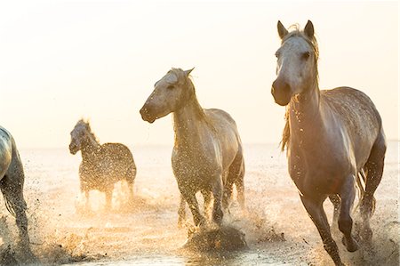 Small group of white horses running in the ocean. Photographie de stock - Premium Libres de Droits, Code: 6118-09076493
