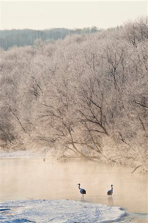 silhouettes birds - High angle view of two Red Crowned Cranes in frozen river in winter at dawn. Stock Photo - Premium Royalty-Free, Code: 6118-09076578