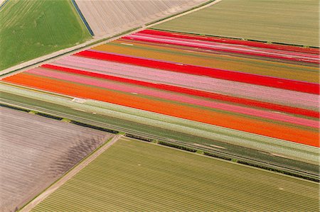 Aerial view of rows of colourful fields of tulips. Stock Photo - Premium Royalty-Free, Code: 6118-09076519