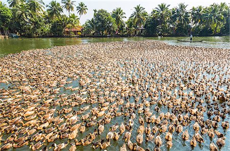 duck (bird) - High angle view of large flock of ducks on a river. Stock Photo - Premium Royalty-Free, Code: 6118-09076608