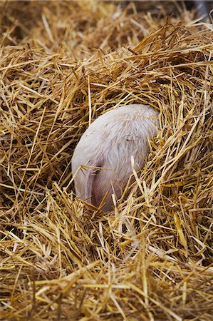 High angle rear view of piglet hiding in a heap of straw. Stock Photo - Premium Royalty-Free, Code: 6118-09018495