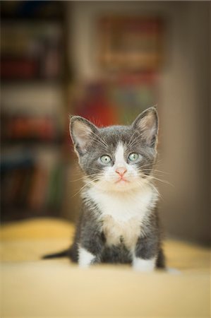 A small grey and white kitten looking around alert and curious. Stock Photo - Premium Royalty-Free, Code: 6118-09018673