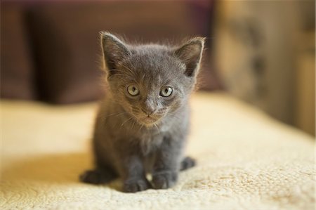 A small grey kitten looking alert and curious. Stock Photo - Premium Royalty-Free, Code: 6118-09018670