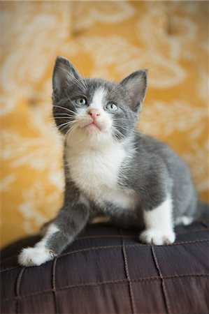 domestic cat - A grey and white kitten looking upwards. Stock Photo - Premium Royalty-Free, Code: 6118-09018676