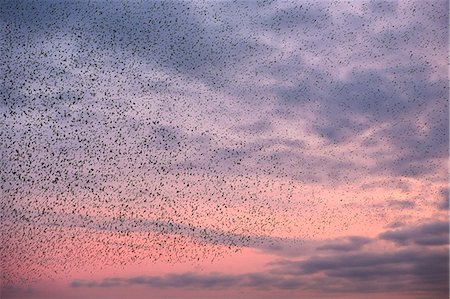 A murmuration of starlings, a spectacular aerobatic display of a large number of birds in flight at dusk over the countryside. Stock Photo - Premium Royalty-Free, Code: 6118-09148365