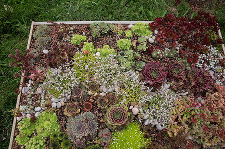 sedum - High angle view of flower bed with selection of succulent plants in a garden. Stock Photo - Premium Royalty-Free, Code: 6118-09183396