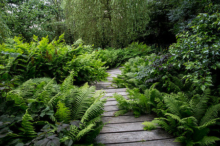 Willow trees and fern growing around curved wooden boardwalk in a garden. Foto de stock - Sin royalties Premium, Código: 6118-09183420
