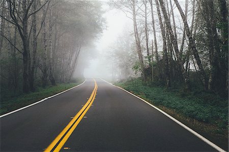 straight - Rural highway through a forest of alder trees into the distance, mist hanging in the trees. Stock Photo - Premium Royalty-Free, Code: 6118-09112095