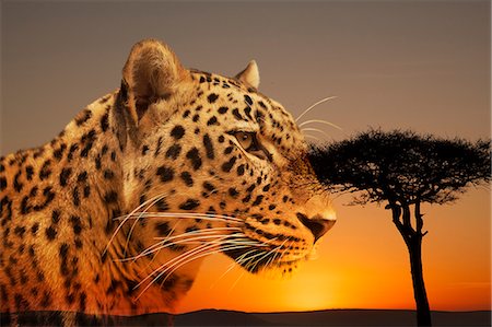 spotted (pattern) - Cheetah, Masai Mara, Kenya, East Africa, Africa Photographie de stock - Premium Libres de Droits, Code: 6119-07443761