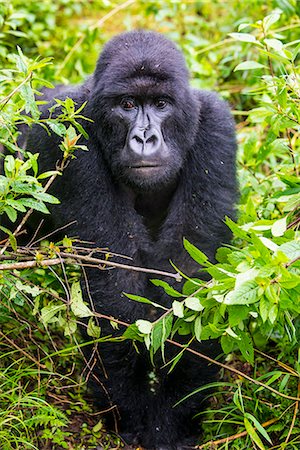 Mountain gorilla (Gorilla beringei beringei), Virunga National Park, Rwanda, Africa Stock Photo - Premium Royalty-Free, Code: 6119-07443781