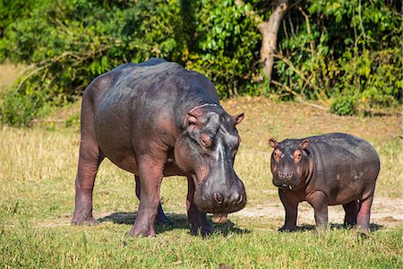 Hippopotamus (Hippopotamus amphibius) mother with baby, Murchison Falls National Park, Uganda, East Africa, Africa Stock Photo - Premium Royalty-Free, Code: 6119-07443792