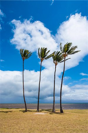 pic palm tree beach big island - Palm trees, Kakahaia Beach Park, island of Molokai, Hawaii, United States of America, Pacific Stock Photo - Premium Royalty-Free, Code: 6119-07443872