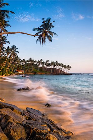 sri lanka - Palm tree, Mirissa Beach, South Coast of Sri Lanka, Sri Lanka, Asia Stock Photo - Premium Royalty-Free, Code: 6119-07451153