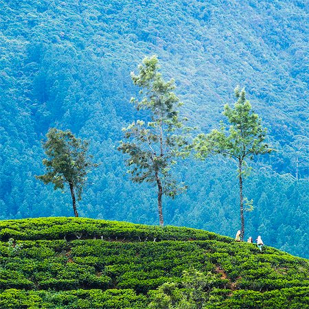 Tea pluckers working at a tea plantation in the the Central Highlands, Nuwara Eliya District, Sri Lanka, Asia Stock Photo - Premium Royalty-Free, Code: 6119-07451186