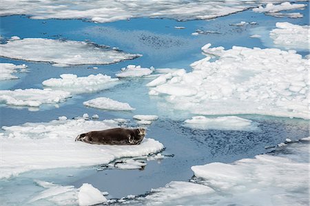 seal (animal) - Adult bearded seal (Erignathus barbatus) on ice floe in Hinlopen Strait, Spitsbergen, Svalbard, Norway, Scandinavia, Europe Stock Photo - Premium Royalty-Free, Code: 6119-07451278