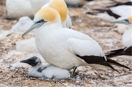 Australasian gannet (Morus serrator) with chick at Cape Kidnappers, North Island, New Zealand, Pacific Stock Photo - Premium Royalty-Free, Code: 6119-07451343