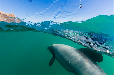 simsearch:6119-07451337,k - Adult Hector's dolphins (Cephalorhynchus hectori) underwater near Akaroa, South Island, New Zealand, Pacific Foto de stock - Sin royalties Premium, Código: 6119-07451340