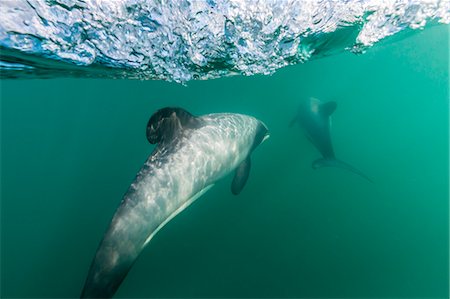 Adult Hector's dolphins (Cephalorhynchus hectori) underwater near Akaroa, South Island, New Zealand, Pacific Stock Photo - Premium Royalty-Free, Code: 6119-07451341