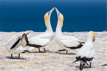 simsearch:6119-07451337,k - Australasian gannet (Morus serrator) courtship display at Cape Kidnappers, North Island, New Zealand, Pacific Foto de stock - Sin royalties Premium, Código: 6119-07451342