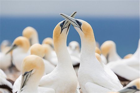 simsearch:6119-07451337,k - Australasian gannet (Morus serrator) courtship display at Cape Kidnappers, North Island, New Zealand, Pacific Foto de stock - Sin royalties Premium, Código: 6119-07451346